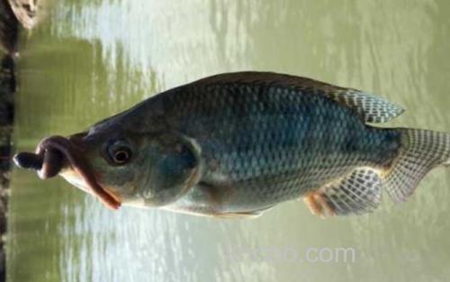 罗非鱼_3