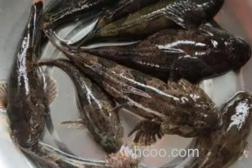 黑体塘鳢是什么鱼？_3