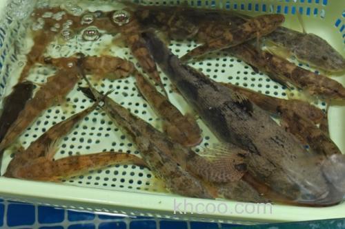 黑体塘鳢是什么鱼？_2