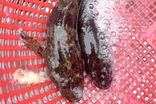 黑体塘鳢是什么鱼？_1