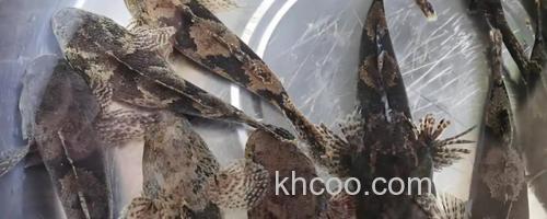 线纹尖塘鳢是什么鱼？_0