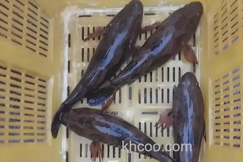 线纹尖塘鳢是什么鱼？_1