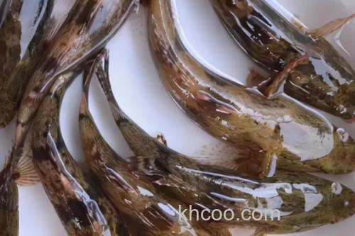 线纹尖塘鳢是什么鱼？_2