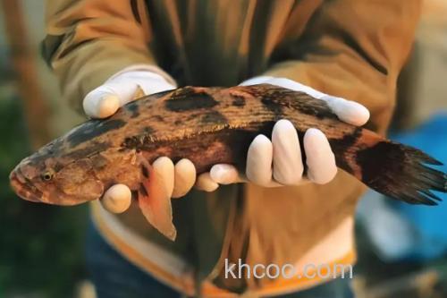 线纹尖塘鳢是什么鱼？_3