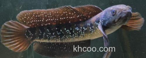 黑月鳢是什么鱼？_0