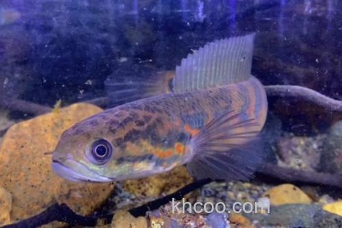 黑月鳢是什么鱼？_1