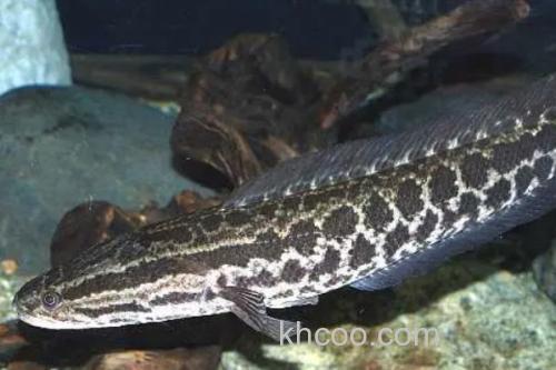 黑月鳢是什么鱼？_3