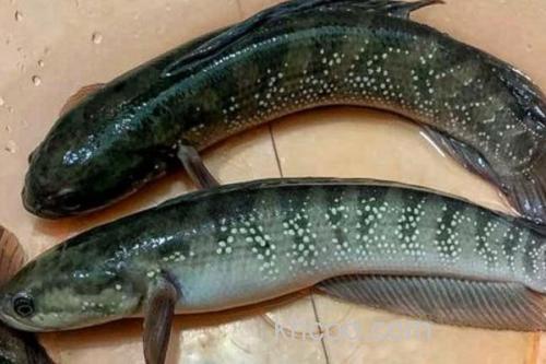 黑月鳢是什么鱼？_2