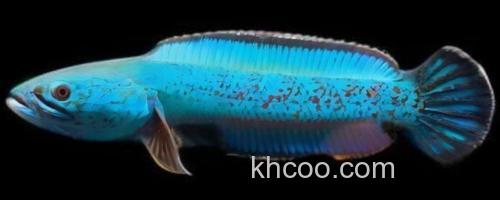 带鳢是什么鱼？_0