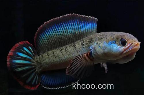 带鳢是什么鱼？_2