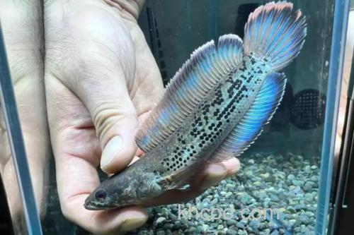 带鳢是什么鱼？_1