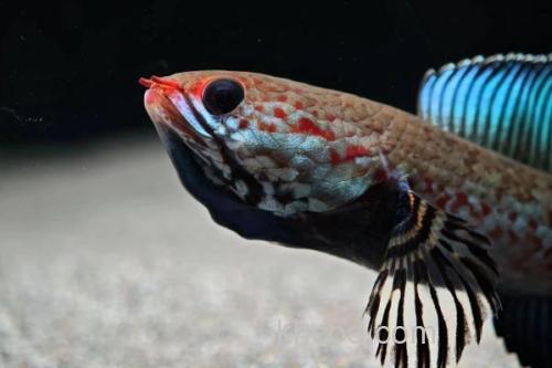 带鳢是什么鱼？_3