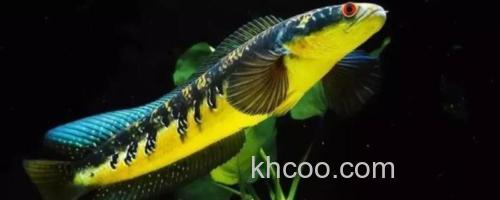 帕瑙鳢是什么鱼？_0