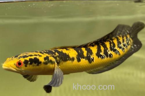 帕瑙鳢是什么鱼？_2