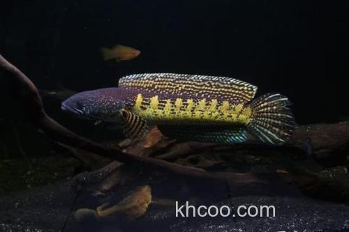 帕瑙鳢是什么鱼？_1