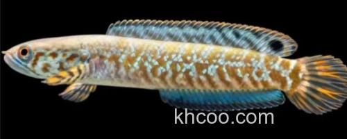 布氏鳢是什么鱼？_0