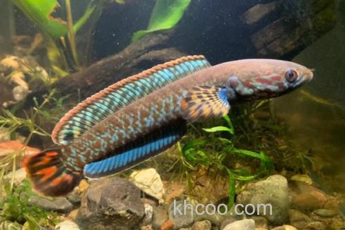 布氏鳢是什么鱼？_1