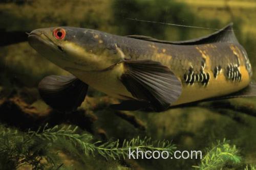 帕瑙鳢是什么鱼？_3