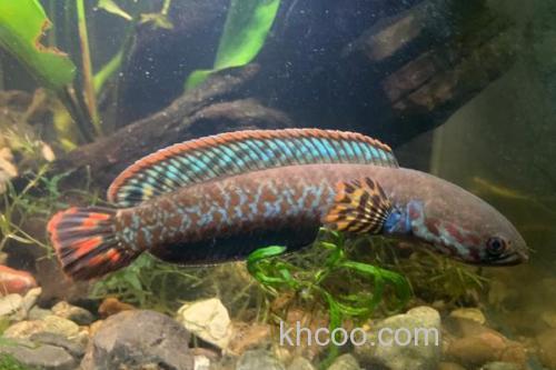 布氏鳢是什么鱼？_2