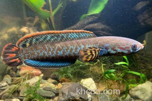 布氏鳢是什么鱼？_3