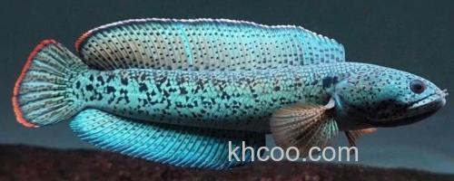 巴卡鳢是什么鱼？_0