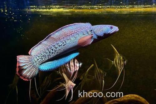 巴卡鳢是什么鱼？_2