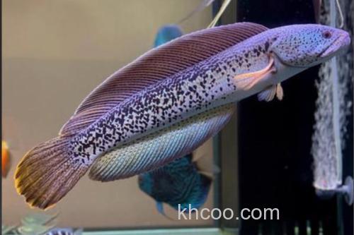 巴卡鳢是什么鱼？_3