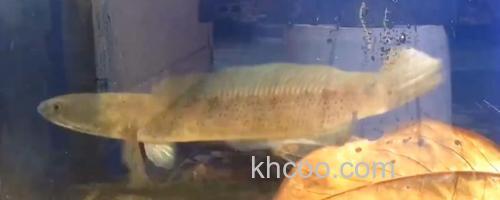 巴兰鳢是什么鱼？_0