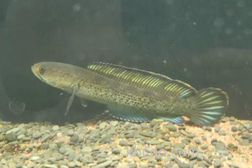 巴兰鳢是什么鱼？_2