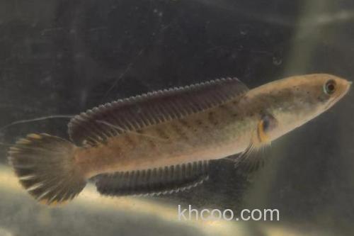 巴兰鳢是什么鱼？_1