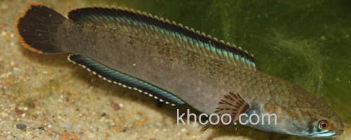 宽额鳢是什么鱼？_0