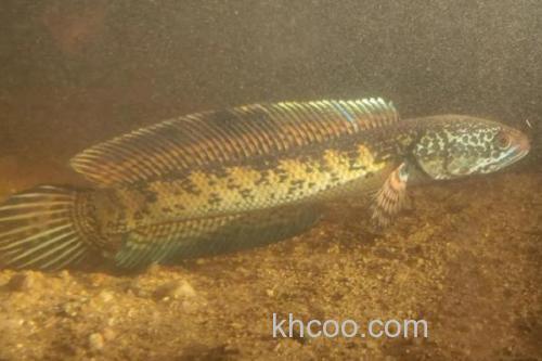 巴兰鳢是什么鱼？_3