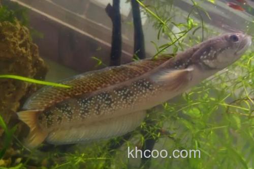 宽额鳢是什么鱼？_1