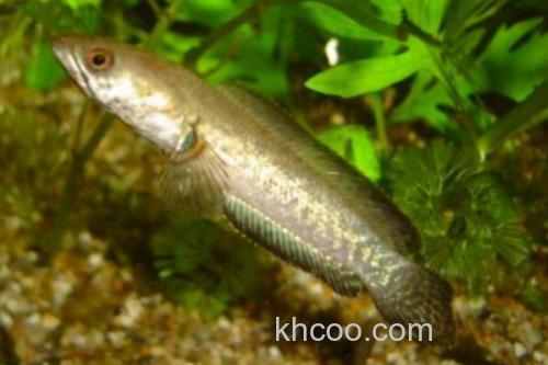 宽额鳢是什么鱼？_2