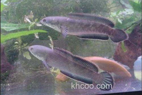 宽额鳢是什么鱼？_3