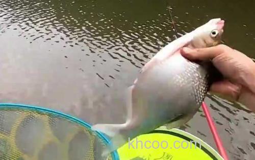 钓鳊鱼_5