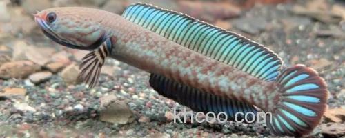 安德鲁鳢是什么鱼？_0