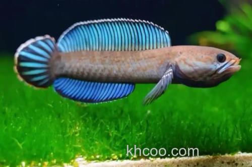 安德鲁鳢是什么鱼？_2