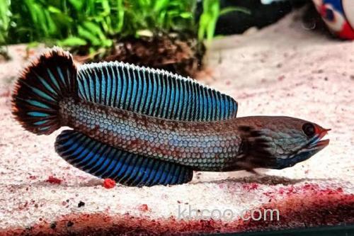 安德鲁鳢是什么鱼？_1