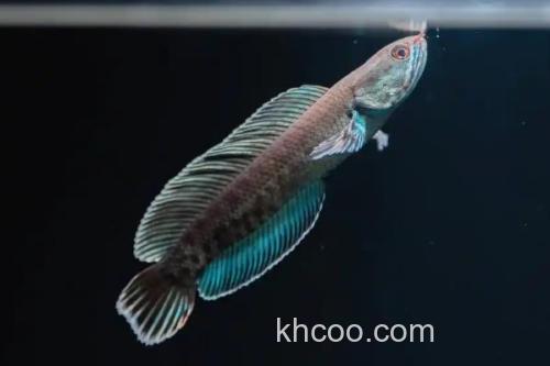 安德鲁鳢是什么鱼？_3