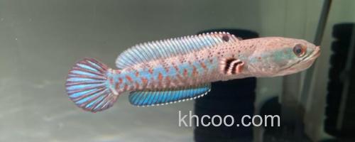 美鳢是什么鱼？_0