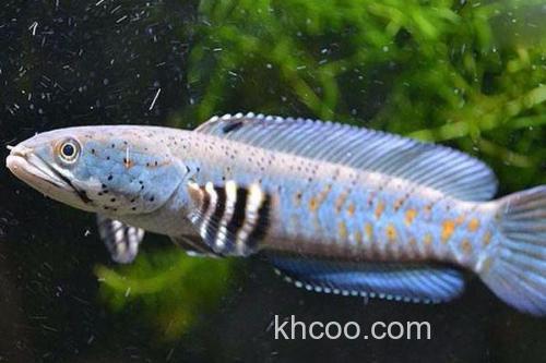 美鳢是什么鱼？_3