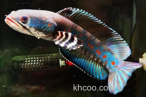 美鳢是什么鱼？_1