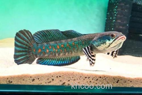 美鳢是什么鱼？_2