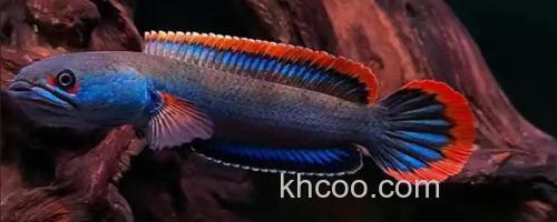 缅甸鳢是什么鱼？_0