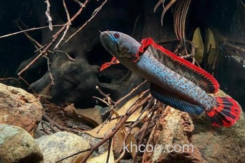 缅甸鳢是什么鱼？_1