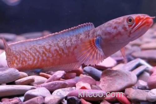 缅甸鳢是什么鱼？_2