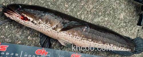 线鳢是什么鱼？_0