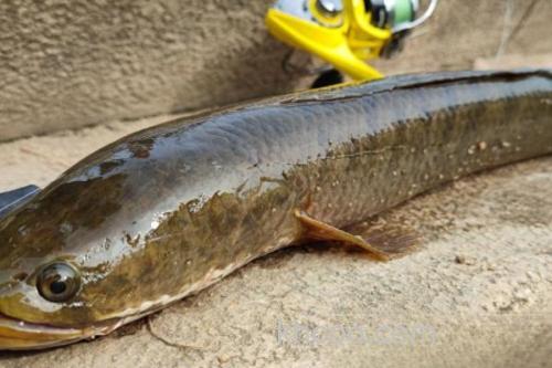 线鳢是什么鱼？_1