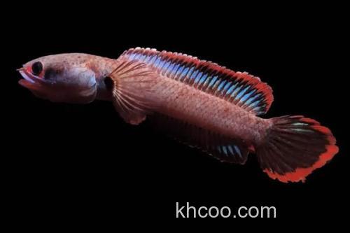 缅甸鳢是什么鱼？_3